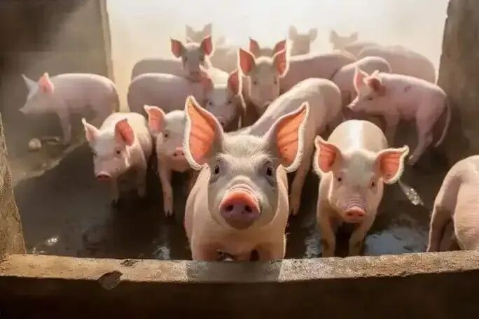  生猪市场深度调整中；多省价格显著回落，国家干预措施已启动。 股票财经