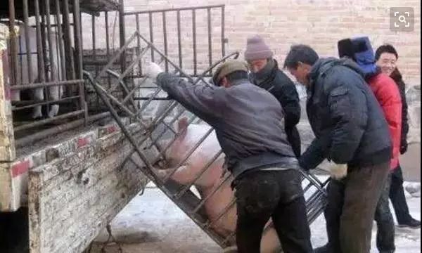  生猪市场深度调整中；多省价格显著回落，国家干预措施已启动。 股票财经