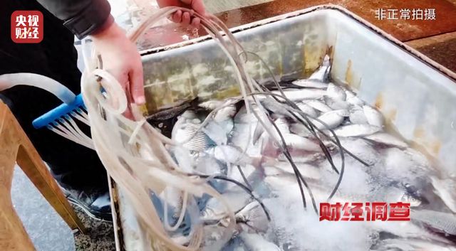  隐秘的鱼类休眠术曝光；工业酒精混入，食品安全警钟长鸣。 健康养生