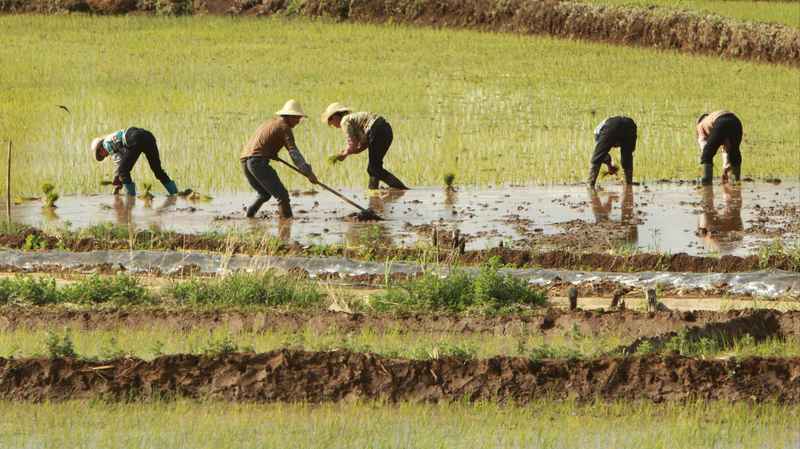  焦虑与博弈：如何理性审视紧急农业补贴的真实效用 新闻